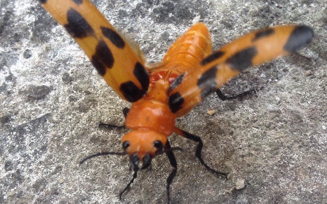Beautiful Blister Bug