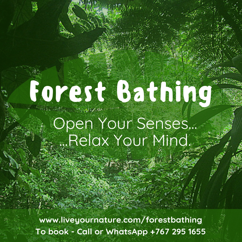 Forest Bathing Ecotherapy 