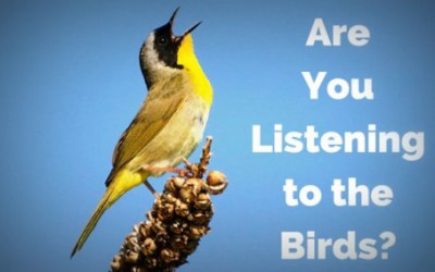 Are You Listening to the Birds?