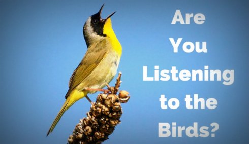 Are You Listening to the Birds?